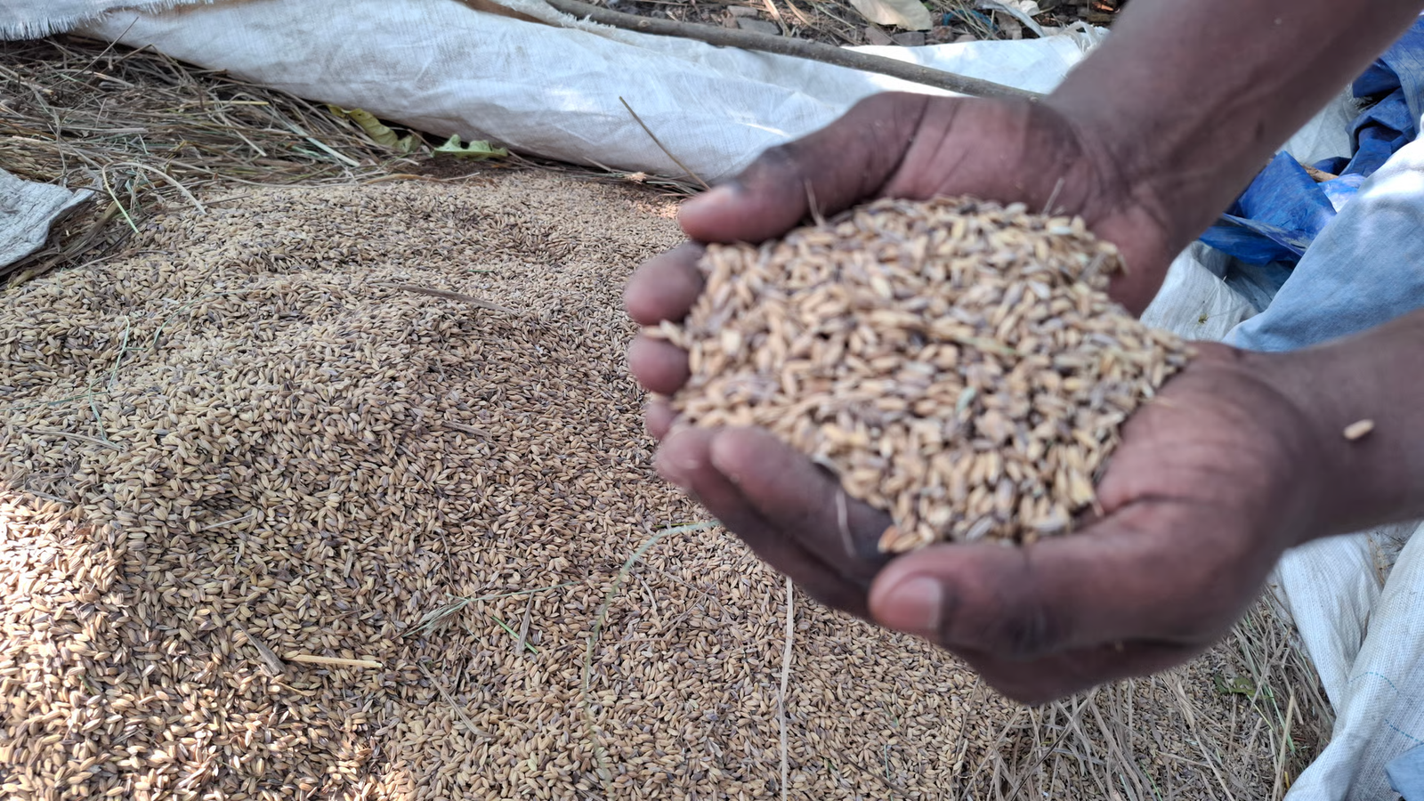A pair of dark-skinned hands, appearing weathered, holding a large handful of golden-brown rice grains over a larger pile of grains spread on the ground.